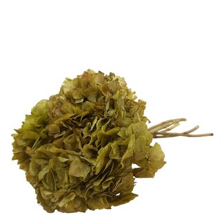 Casa Alegria Natural green preserved Hydrangea flowers | Length ± 20 centimetres | Weight ± 50 grams