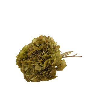 Casa Alegria Fleurs d'Hortensia préservées vert naturel | Longueur ± 20 centimètres | Poids ± 50 grammes