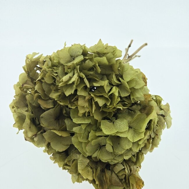 Natural green preserved Hydrangea flowers | Length ± 20 centimetres | Weight ± 50 grams