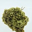 Natural green preserved Hydrangea flowers | Length ± 20 centimetres | Weight ± 50 grams