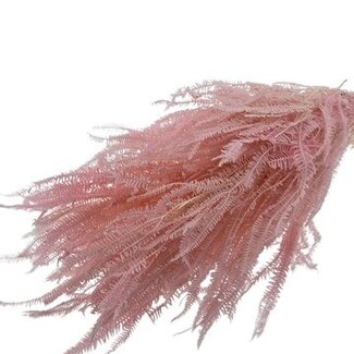 Casa Alegria Roze gebleekte Helecho droogbloemen | Lengte ± 55 centimeter | Gewicht ± 100 gram