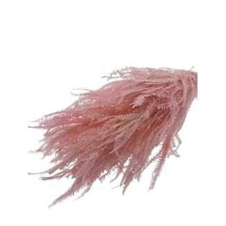 Casa Alegria Roze gebleekte en gepreserveerde Helecho  | Lengte ± 60 centimeter | Gewicht ± 100 gram