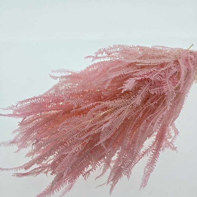 Roze gebleekte Helecho droogbloemen | Lengte ± 55 centimeter | Gewicht ± 100 gram