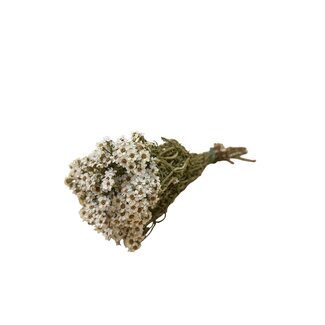 Casa Alegria Wit naturelle Ixodia droogbloemen | Lengte ± 35 centimeter | Gewicht ± 50 gram