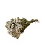 Wit naturelle Ixodia droogbloemen | Lengte ± 35 centimeter | Gewicht ± 50 gram