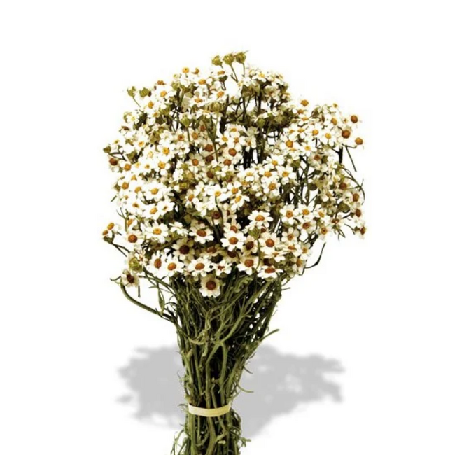 White natural Ixodia dried flowers | Length ± 35 centimetres | Weight ± 50 grams