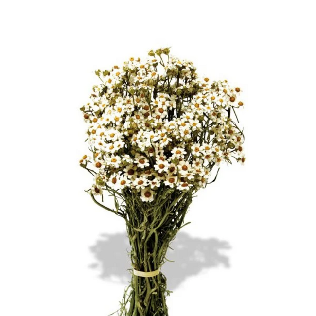 Wit naturelle Ixodia droogbloemen | Lengte ± 35 centimeter | Gewicht ± 50 gram