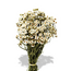 Wit naturelle Ixodia droogbloemen | Lengte ± 35 centimeter | Gewicht ± 50 gram