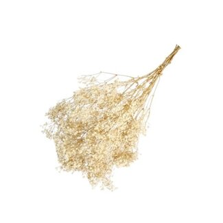 Casa Alegria Witte Gypsophila droogbloemen | Gepreserveerd Gipskruid | Lengte ± 65 centimeter | Per 100 gram