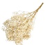 Witte Gypsophila droogbloemen | Gepreserveerd Gipskruid | Lengte ± 65 centimeter | Per 100 gram
