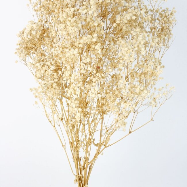 Weiße Gypsophila Trockenblumen | Konserviertes Schleierkraut | Länge ± 65 Zentimeter | Pro 100 Gramm