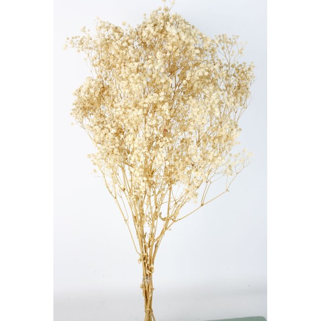 White Gypsophila dried flowers | Preserved Baby's Breath | Length ± 65 centimetres | Per 100 grams