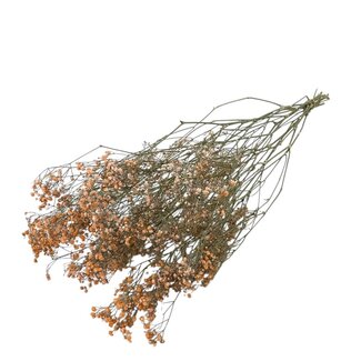 Dutch Dried Gypsophile orange fleurs séchées | Gypsophile séché | Longueur ± 65 centimètres | Par 5 branches
