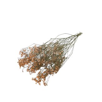 Dutch Dried Oranje Gypsophila droogbloemen | Gedroogd Gipskruid | Lengte ± 65 centimeter | Per 5 takken
