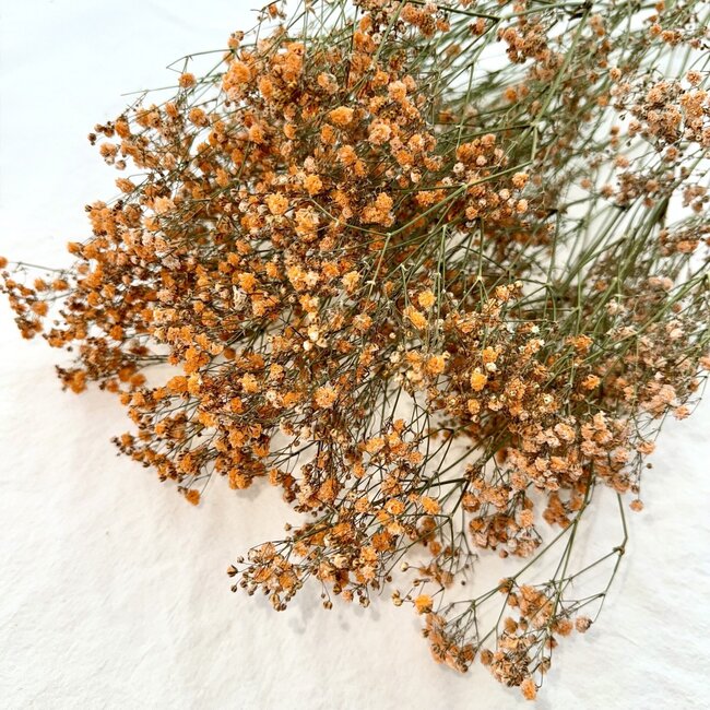 Oranje Gypsophila droogbloemen | Gedroogd Gipskruid | Lengte ± 65 centimeter | Per 5 takken