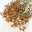 Oranje Gypsophila droogbloemen | Gedroogd Gipskruid | Lengte ± 65 centimeter | Per 5 takken