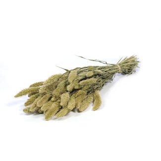 Dutch Dried Natural green Setaria dried flowers | Length ± 65 centimetres | Weight ± 150 grams