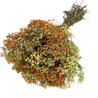 Casa Alegria Gele Mix Gypsophila droogbloemen | Gepreserveerd Gipskruid | Lengte ± 65 centimeter | Per 100 gram