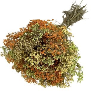 Casa Alegria Mélange Jaune Gypsophile fleurs séchées | Gypsophile Préservée | Longueur ± 65 centimètres | Par 100 grammes