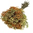 Gele Mix Gypsophila droogbloemen | Gepreserveerd Gipskruid | Lengte ± 65 centimeter | Per 100 gram