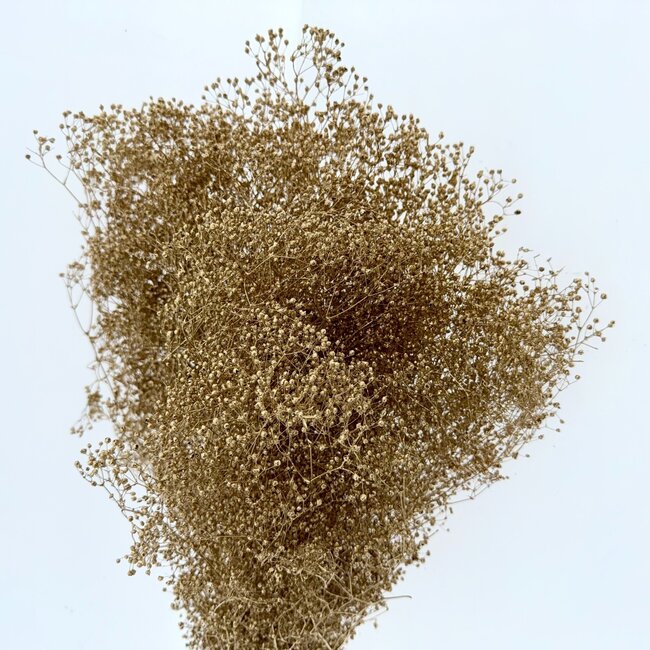 Goldfarbene Gypsophila Mini Trockenblumen | Länge ± 50 Zentimeter | Gewicht 100 Gramm