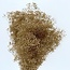 Gold-coloured Gypsophila Mini dried flowers | Length ± 50 centimetres | Weight 100 grams