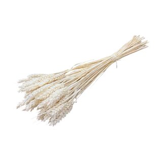 Dutch Dried Wit gebleekte Triticum - Tarwe droogbloemen | Lengte ± 70 centimeter | Gewicht ± 175 gram