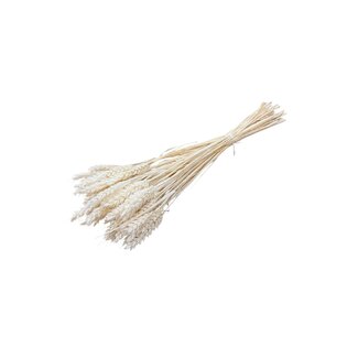 Dutch Dried White bleached Triticum - Wheat dried flowers | Length ± 70 centimetres | Weight ± 175 grams