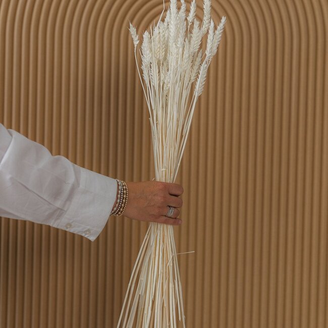 Wit gebleekte Triticum - Tarwe droogbloemen | Lengte ± 70 centimeter | Gewicht ± 175 gram