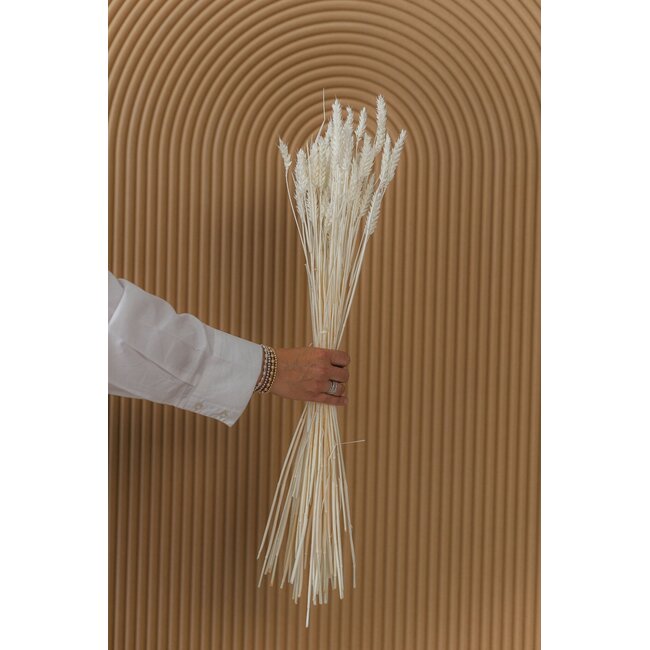 Gebleichte weiße Triticum - Getreide Trockenblumen | Länge ± 70 Zentimeter | Gewicht ± 175 Gramm