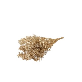 Dutch Dried Natural Gypsophila dried flowers | Preserved Baby's Breath | Length ± 65 centimetres | Per 100 grams