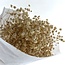 Naturelle Gypsophila droogbloemen | Gepreserveerd Gipskruid | Lengte ± 65 centimeter | Per 100 gram
