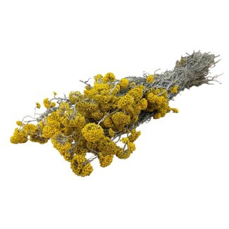 Dutch Dried Natural yellow Sanfordii dried flowers | Length ± 40 centimetres | Weight ± 100 grams