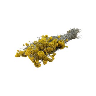 Dutch Dried Natural yellow Sanfordii dried flowers | Length ± 40 centimetres | Weight ± 100 grams
