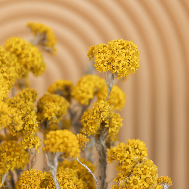 Natural yellow Sanfordii dried flowers | Length ± 40 centimetres | Weight ± 100 grams