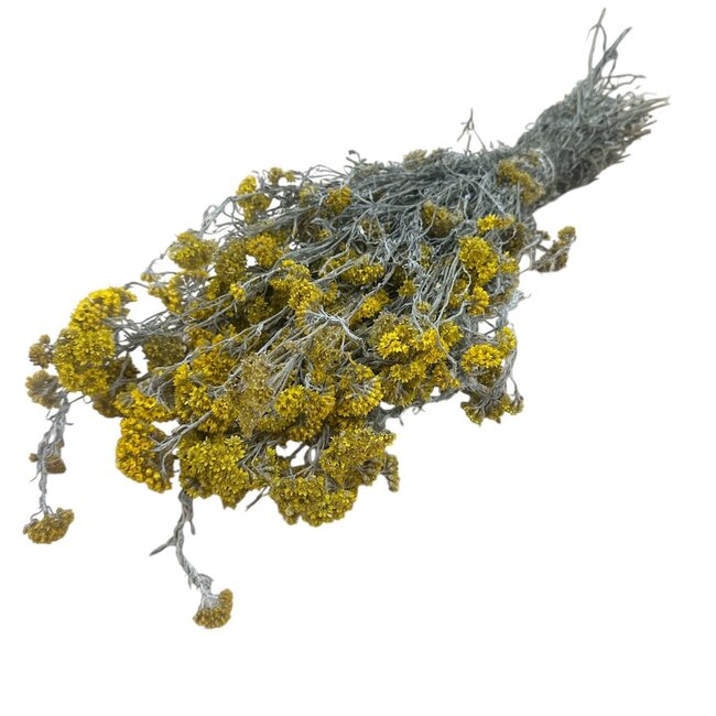 Natürliche getrocknete Sanfordii-Blumen | Länge ± 40 Zentimeter | Gewicht ± 100 Gramm