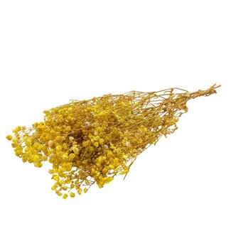 Dutch Dried Gele Gypsophila droogbloemen | Gepreserveerd Gipskruid | Lengte ± 65 centimeter | Per 100 gram