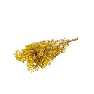 Dutch Dried Gypsophile jaune fleurs séchées | Gypsophile préservée | Longueur ± 65 centimètres | Par 100 grammes