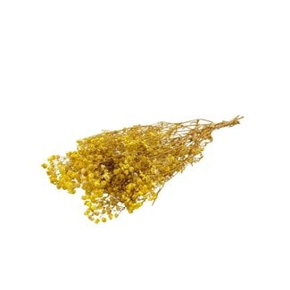 Dutch Dried Yellow Gypsophila dried flowers | Preserved Baby's Breath | Length ± 65 centimetres | Per 100 grams