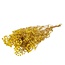 Gypsophile jaune fleurs séchées | Gypsophile préservée | Longueur ± 65 centimètres | Par 100 grammes