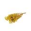 Yellow Gypsophila dried flowers | Preserved Baby's Breath | Length ± 65 centimetres | Per 100 grams