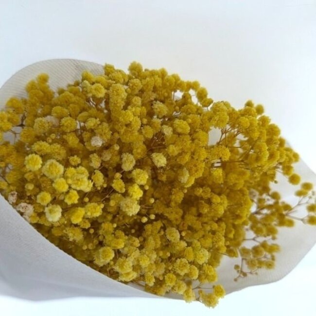Gelbe Gypsophila Trockenblumen | Konserviertes Schleierkraut | Länge ± 65 Zentimeter | Pro 100 Gramm