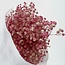 Lichtroze Gypsophila droogbloemen | Gepreserveerd Gipskruid | Lengte ± 65 centimeter | Per 100 gram