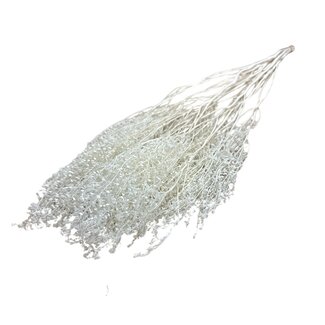 Dutch Dried Weiß gebleichte Lepidium Trockenblumen | Länge ± 60 Zentimeter | Gewicht ± 75 Gramm