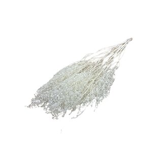 Dutch Dried Lepidium séchées blanchies | Longueur ± 60 centimètres | Poids ± 75 grammes
