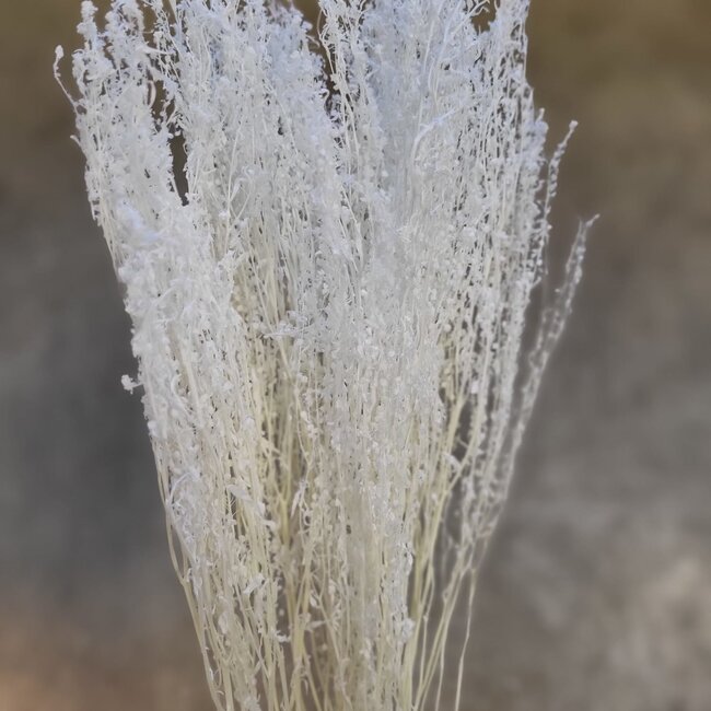 White bleached Lepidium dried flowers | Length ± 60 centimetres | Weight ± 75 grams