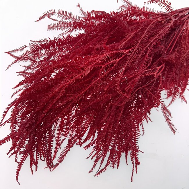 Fougère rouge blanchie et préservée | Longueur ± 60 centimètres | Poids ± 100 grammes