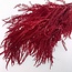 Red bleached and preserved Fern | Length ± 60 centimetres | Weight ± 100 grams