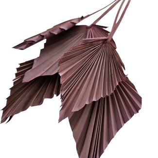 Dutch Dried Roze gedroogde Palm Speer | Lengte ± 45 centimeter | Per 5 takken