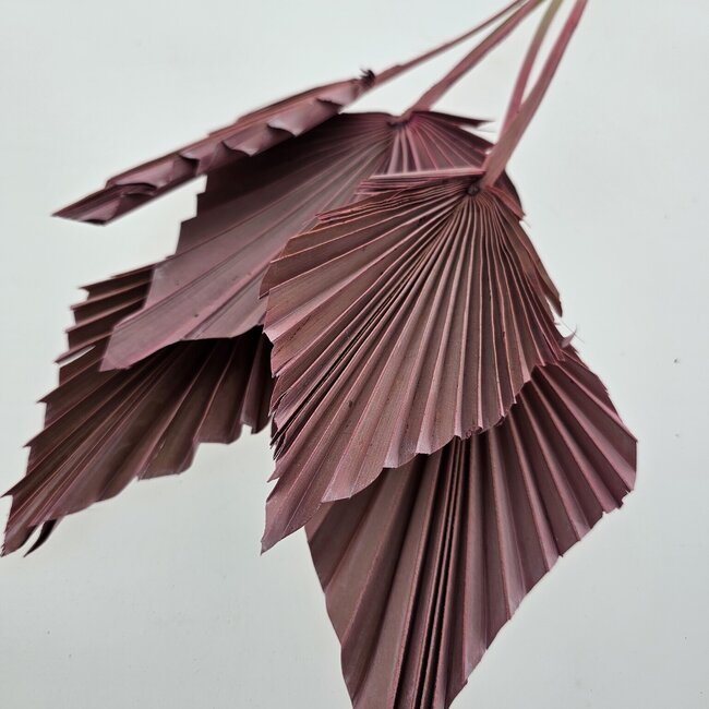 Roze gedroogde Palm Speer | Lengte ± 45 centimeter | Per 5 takken